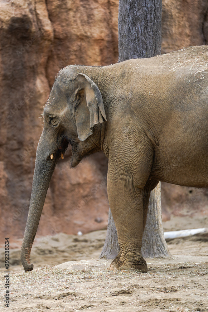 Fototapeta premium 象