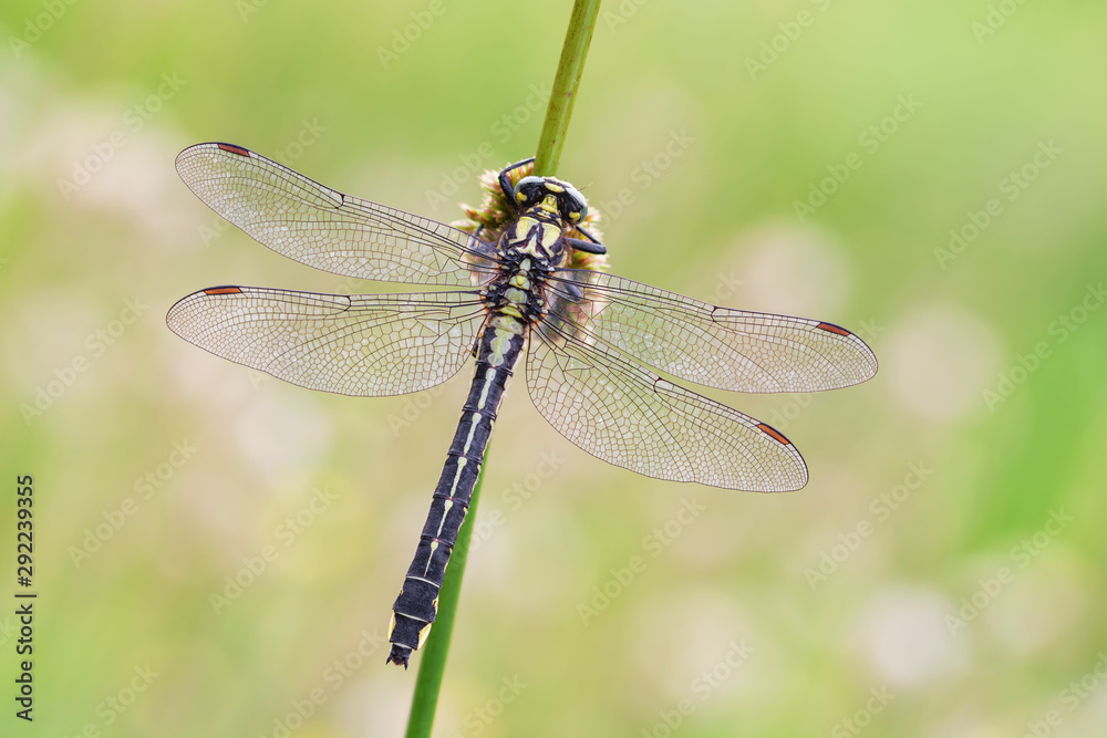 dragonfly on green leaf dragonfly on green leaf