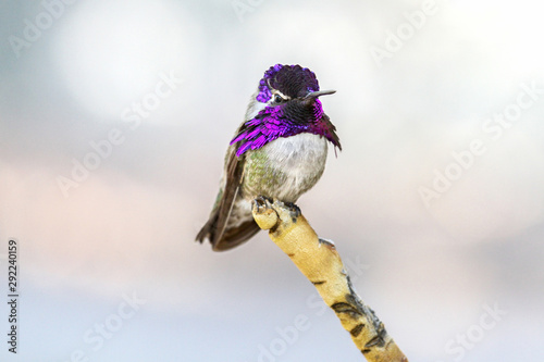 Colorful Male Costas Hummingbird Standing on a Branch photo