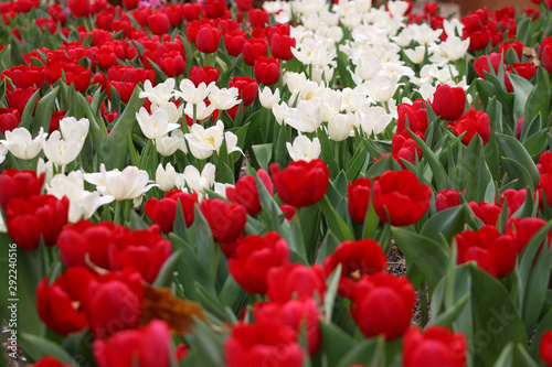 Expoflora/Holambra/Brazil - 09/20/2019 : tulips flower garden