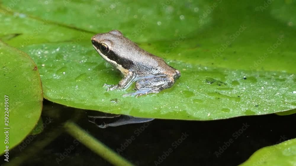 Closed up little cute frog sitting on green water lily leaf Closed up little cute frog sitting on green water lily leaf