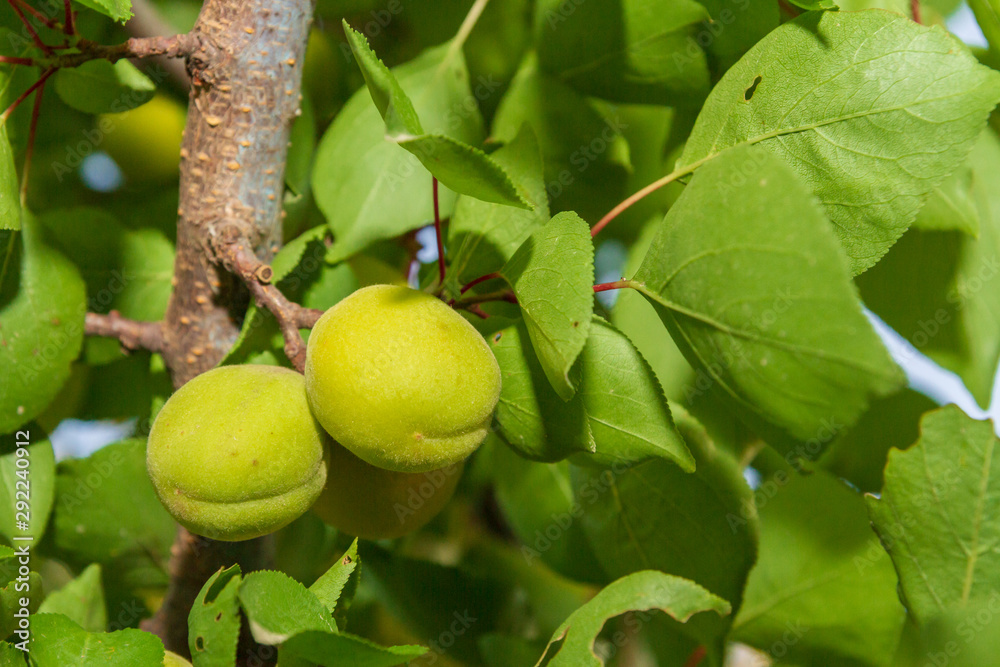 Apricots grow and Mature on a branch in early summer