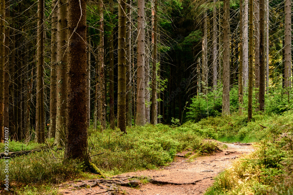 Fototapeta premium A footpath in the forest