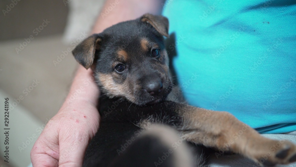German shepherd puppy in the arms of the owner. puppy German Shepherd German shepherd puppy in the arms of the owner. puppy German Shepherd