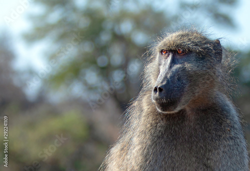 Baboon with amber colored eyes in Krueger National Park in South Africa
