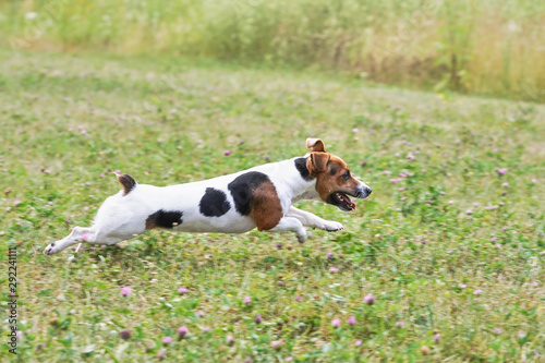 Small Jack Russell terrier running fast on grass meadow with small pink flowers, view from side