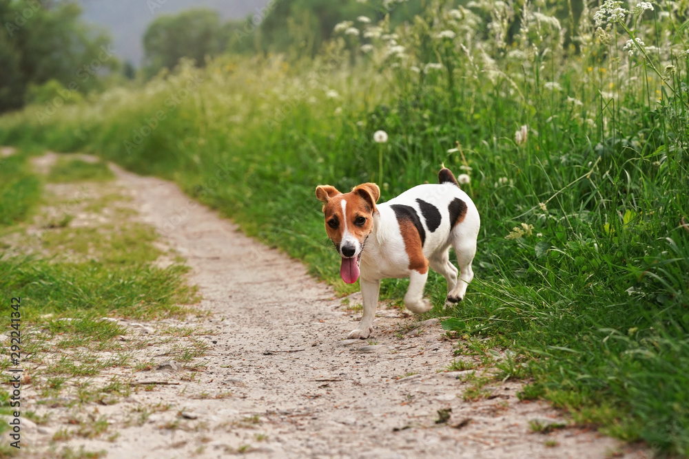 Small Jack Russell terrier standing on country path grass both sides, her tongue out