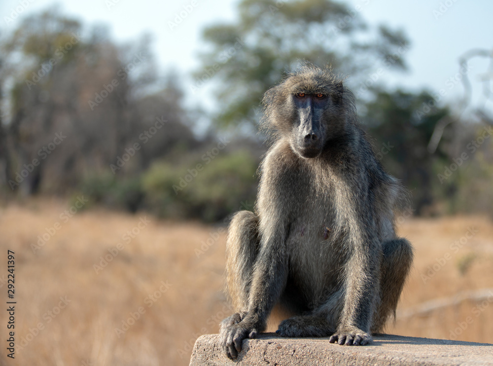 Baboon being watchful in Krueger National Park in South Africa Baboon being watchful in Krueger National Park in South Africa