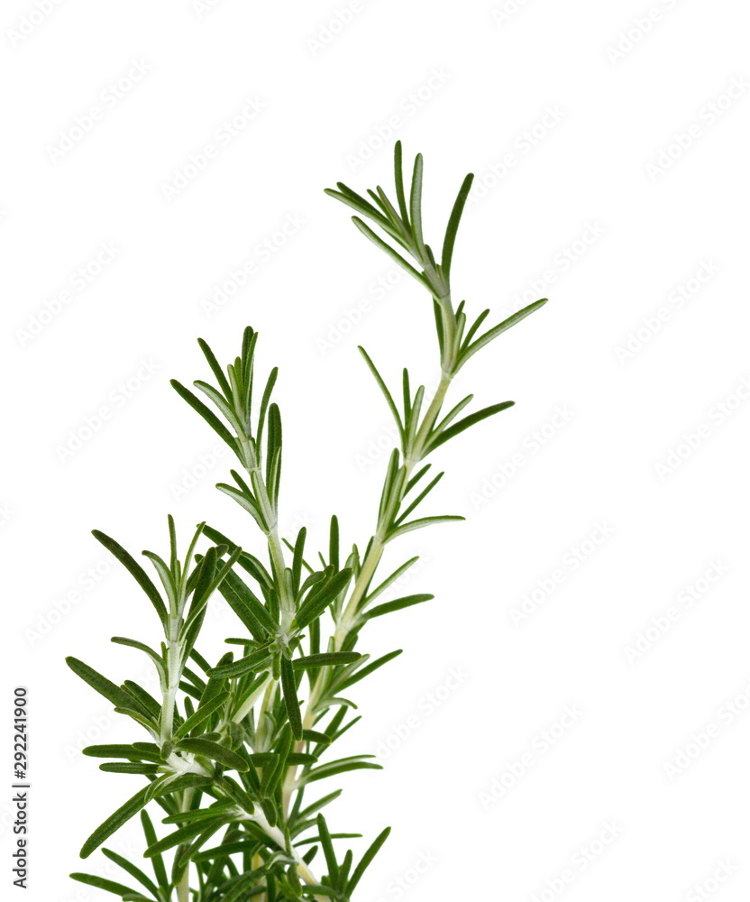 Fototapeta premium gałązka rozmarynu na białym tle.