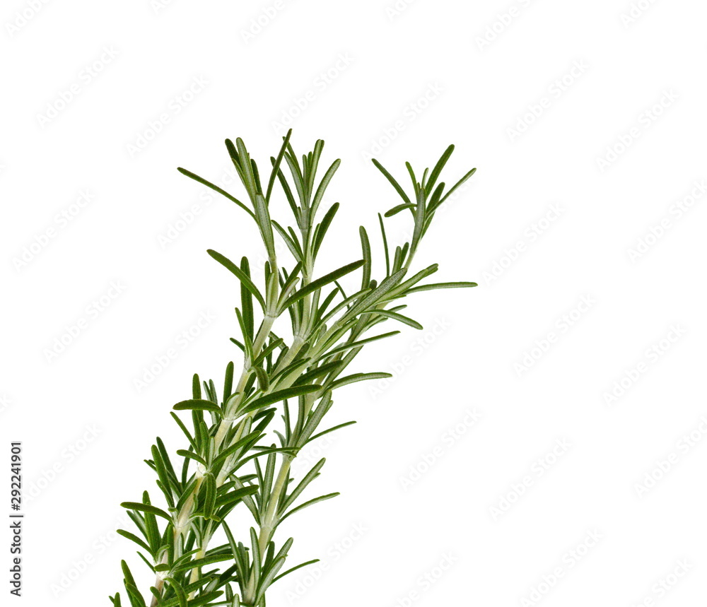 rosemary twig isolated on white background.