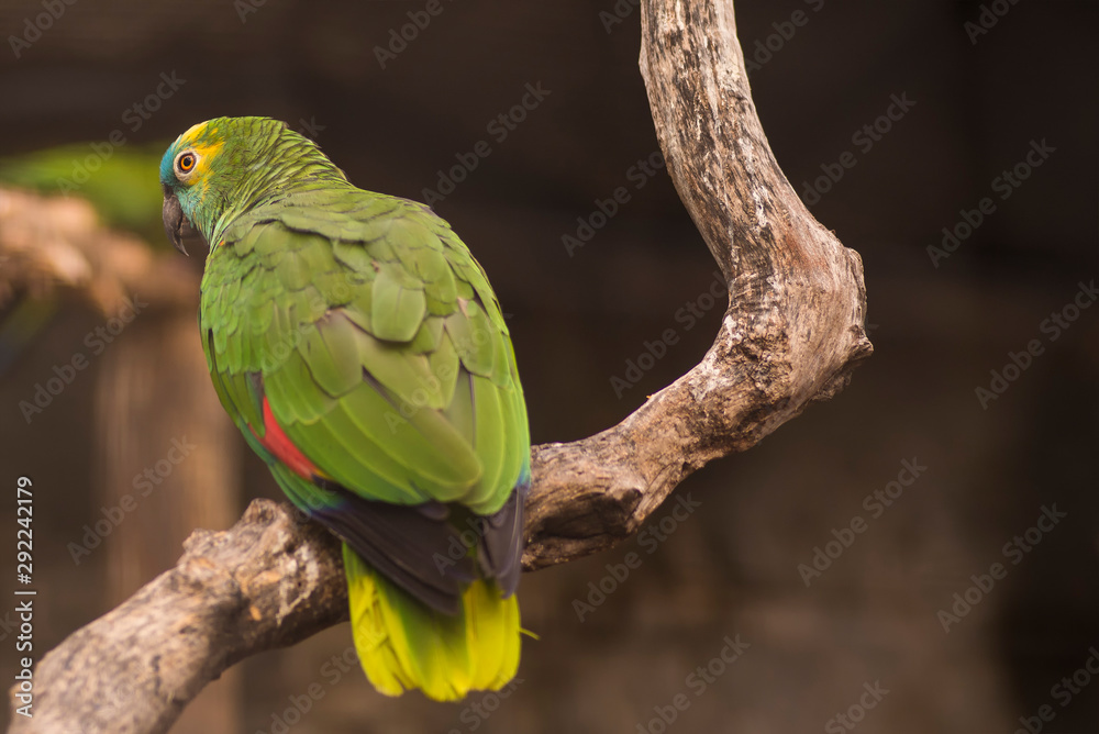 small parrot or green parrot perched on branch inside a cage or flyer