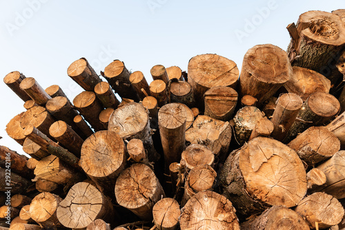 Timber storage area where large amount of wood is stored. photo