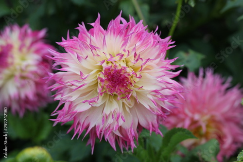 Flower head of white dahlia with pink petal tips and blossom.
