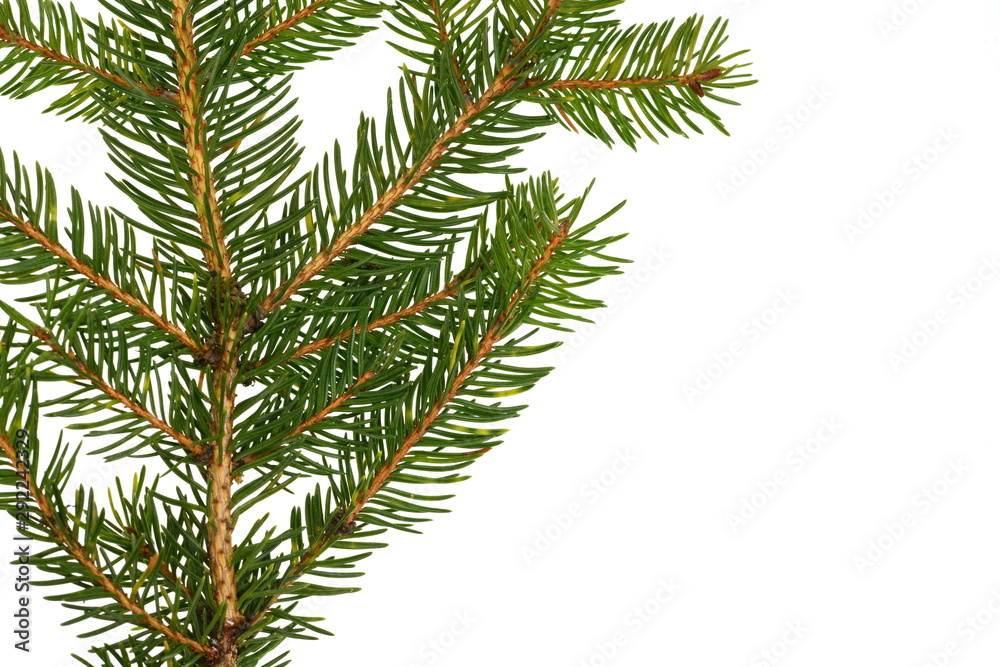 Fir tree branch isolated on white background. Pine branch. Christmas background. Twig of Christmas tree, element for decoration of Christmas decor branch of green spruce. Pine branch isolate on white Fir tree branch isolated on white background. Pine branch. Christmas background. Twig of Christmas tree, element for decoration of Christmas decor branch of green spruce. Pine branch isolate on white
