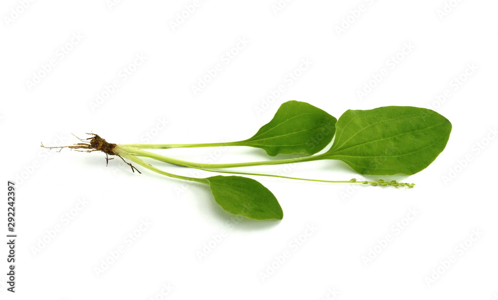 Blooming Ribwort Plantain (Plantago lanceolata, narrowleaf plantain