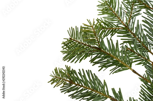 Fir tree branch isolated on white background. Pine branch. Christmas background. Twig of Christmas tree, element for decoration of Christmas decor branch of green spruce. Pine branch isolate on white 