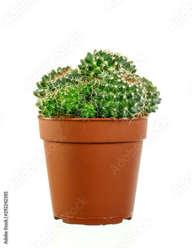 Cactus in a pot isolated on white background.