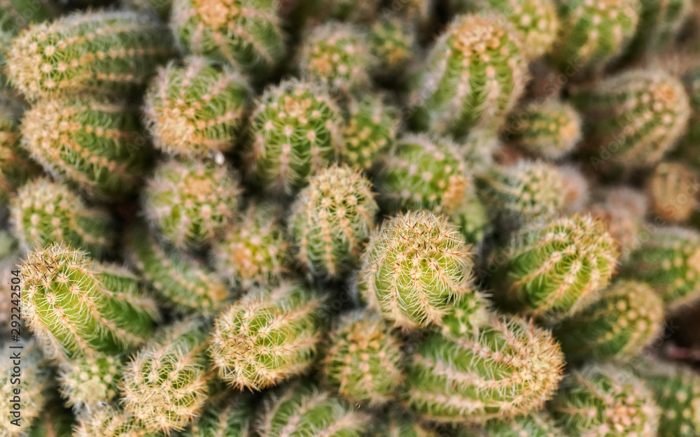 Closeup detail - group of cacti growing together, hair thin thorns on green plants Closeup detail - group of cacti growing together, hair thin thorns on green plants