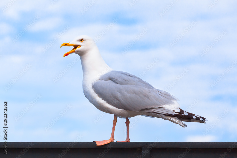 Seabird Cry Loud / Portrait of big seagull at railing with open beak, sky background (copy space)