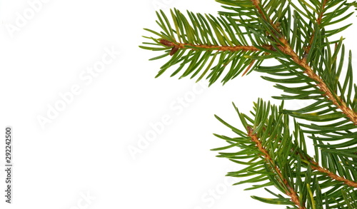 Fir tree branch isolated on white background. Pine branch. Christmas background. Twig of Christmas tree  element for decoration of Christmas decor branch of green spruce. Pine branch isolate on white 