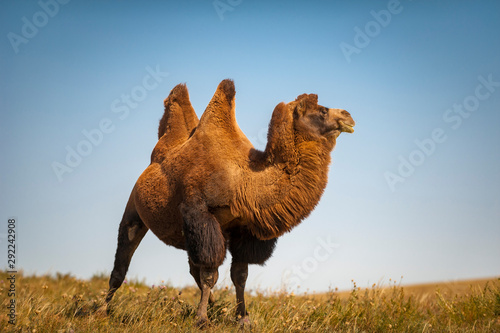 Foto Ein Trampeltier in der Mongolei