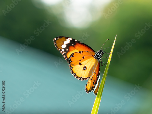 Butterfly in the fields are beautiful and warm in the morning.