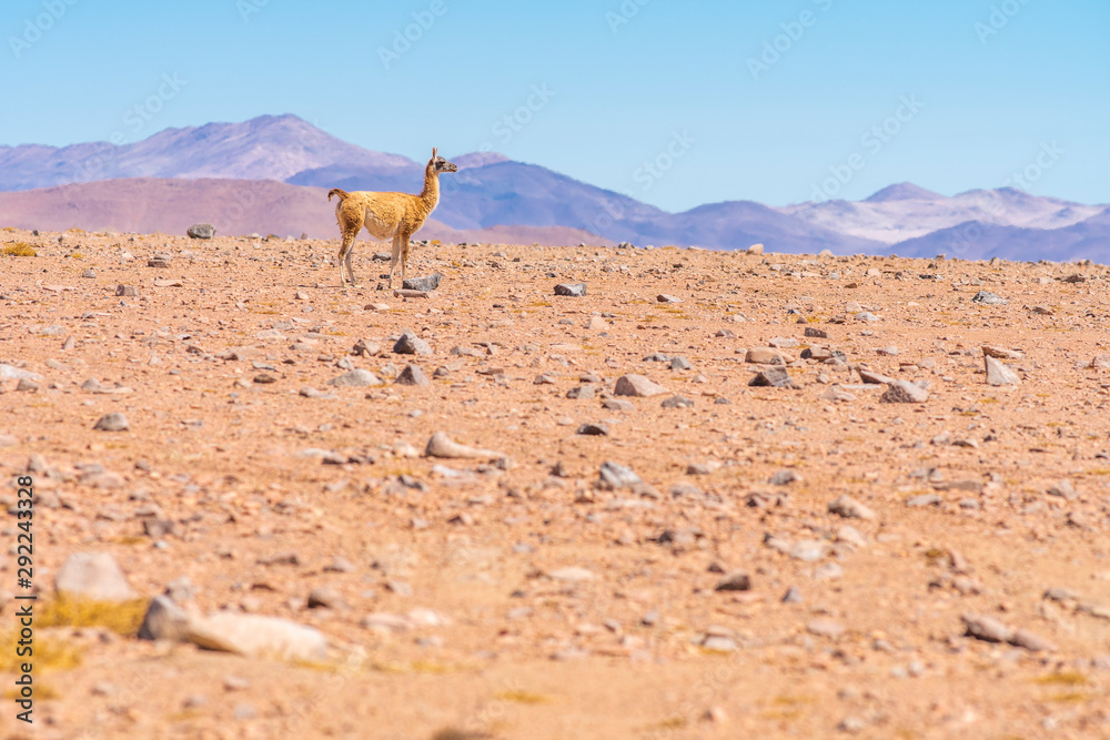 Vicuna mammals walking looking for pastures at Andes mountains Altiplano meadows inside Atacama desert, a tranquil wild life scene at the outdoors. Amazing seeing the animals in their wild environment Vicuna mammals walking looking for pastures at Andes mountains Altiplano meadows inside Atacama desert, a tranquil wild life scene at the outdoors. Amazing seeing the animals in their wild environment