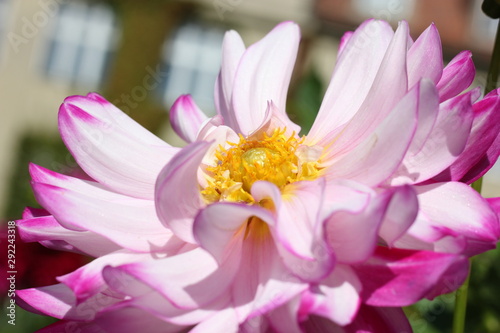 Close-up of white dahlia with pink tips.