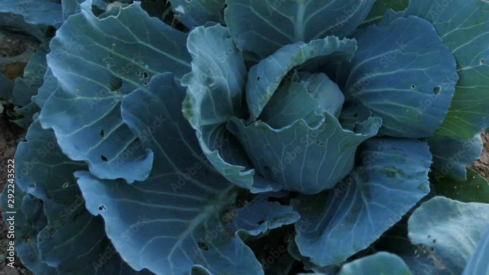 close up fresh cabbage vegetable in green garden close up fresh cabbage vegetable in green garden
