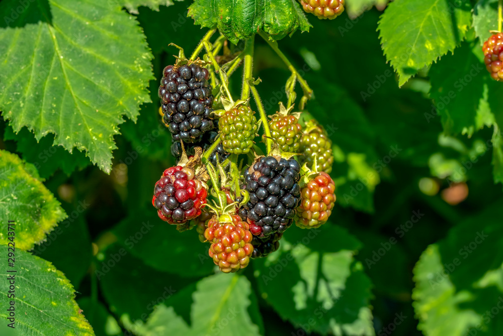 Blackberries some ripe, some not growing wild Blackberries some ripe, some not growing wild