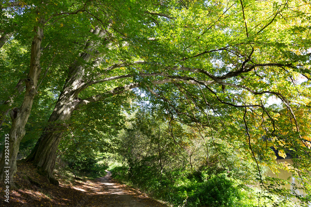 Romantic solitude Path with old big Trees about River Sazava in Central Czech Romantic solitude Path with old big Trees about River Sazava in Central Czech
