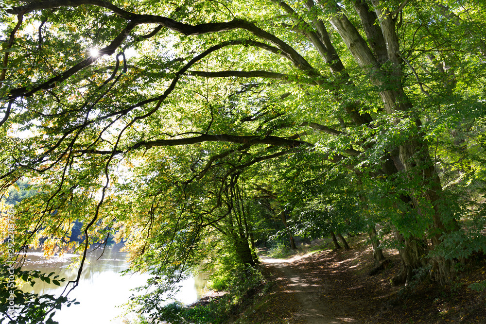 Romantic solitude Path with old big Trees about River Sazava in Central Czech Romantic solitude Path with old big Trees about River Sazava in Central Czech
