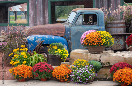 old blue truck surrounded by fall mums