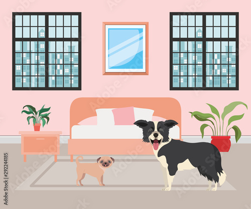 cute little dogs in the bedroom