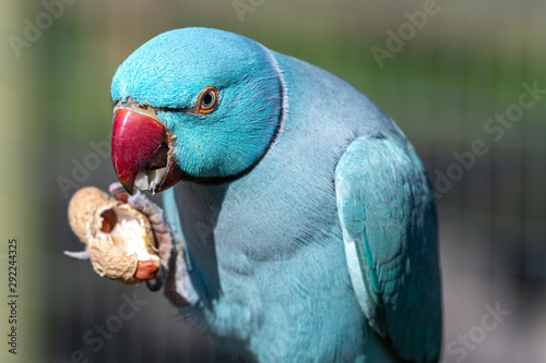 Beautiful Blue Ringneck parakeet Eating Monkey Nuts photo