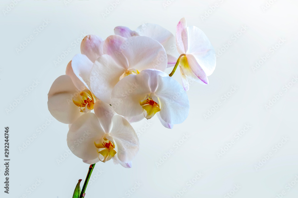Fototapeta premium Orchid Flower Isolated on white background