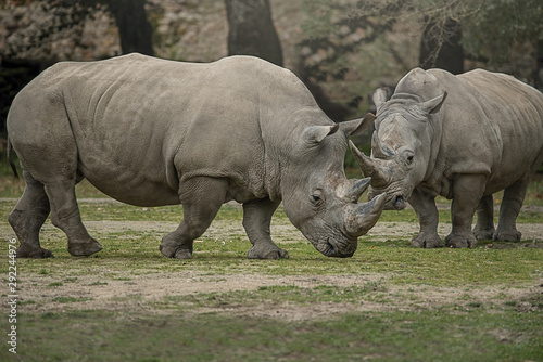 Two white rhinoceros with big horns