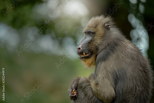 Close up of sitting Mandrill monkey