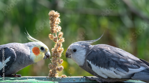 A Pair of Cockatiel's Feeding on Millet