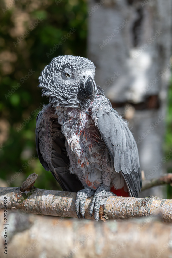 Fototapeta premium Poor African Grey Parrot with Missing Feathers