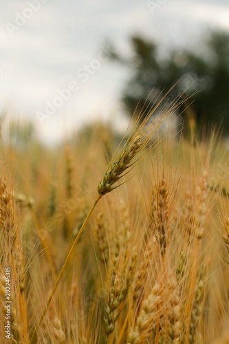 head of wheat