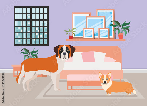 cute little dogs in the bedroom