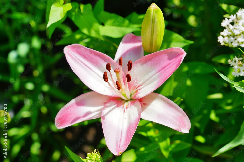 Pink Asiatic lily flower growing in the garden