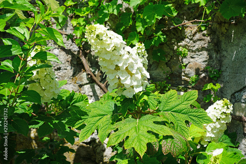 White flower heads of oakleaf hydrangea (hortensia quercifolia) photo