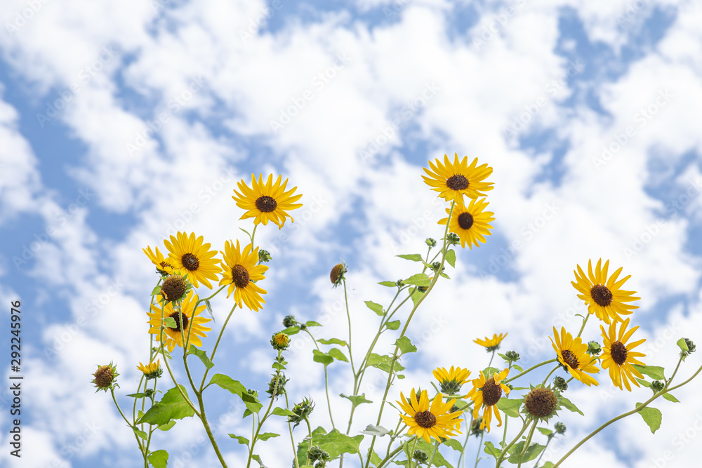 Field of yellow flowers and blue sky Field of yellow flowers and blue sky