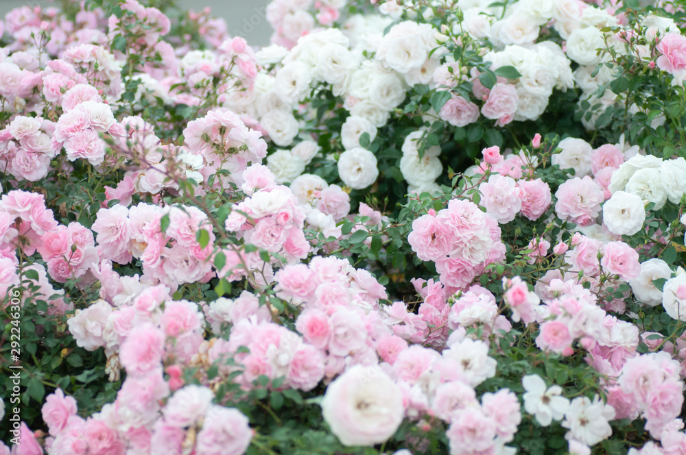 Closeup image of beautiful flowers background with amazing pink and white roses. Closeup image of beautiful flowers background with amazing pink and white roses.