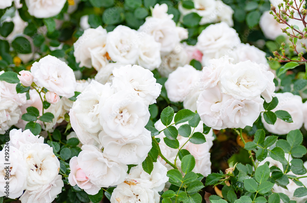 Closeup image of beautiful flowers background with amazing white roses.