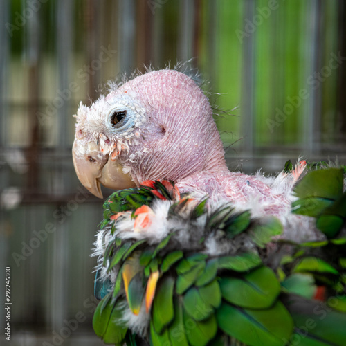 Poor Green Parrot With Missing Feathers