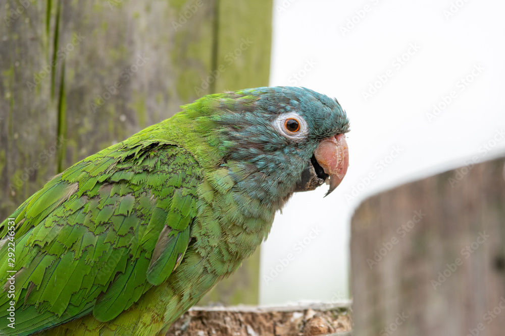 Obraz premium Head Portrait Blue Crowned Conure