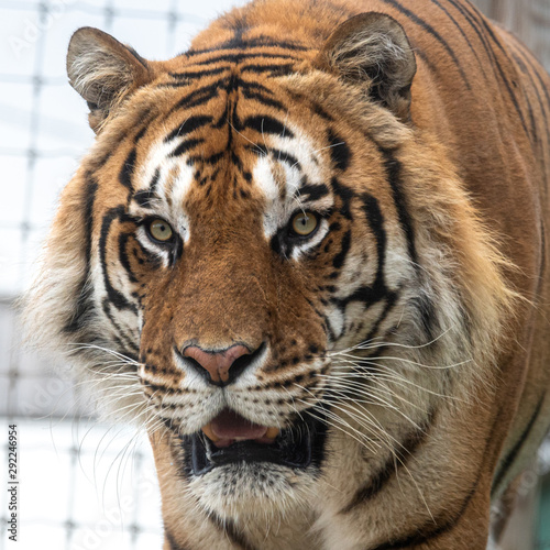Powerful Large Cat Bengal Tiger © Ian